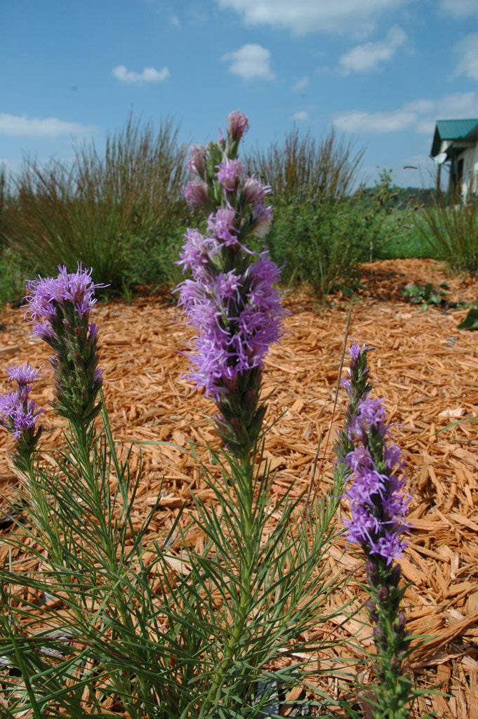 Dotted Blazing Star