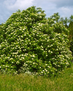 Elderberry (12-24" bare root) Bundle of 25