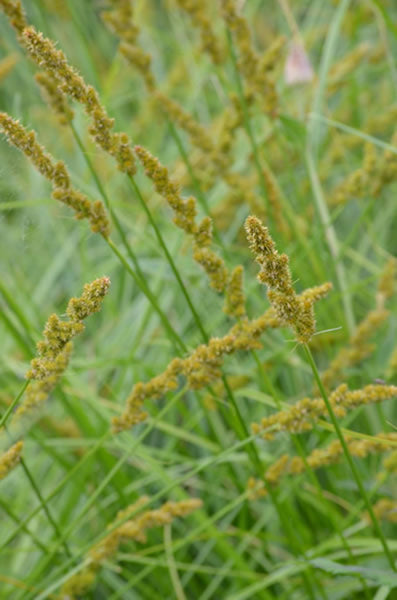 Native Plant Kit - Shoreline Stabilization