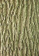 Green Ash (12-24" bare root) Bundle of 25