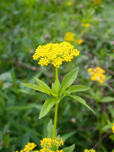 Native Plant Kit - Rusty Patch Bumble Bee