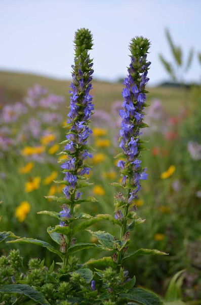 Great Blue Lobelia