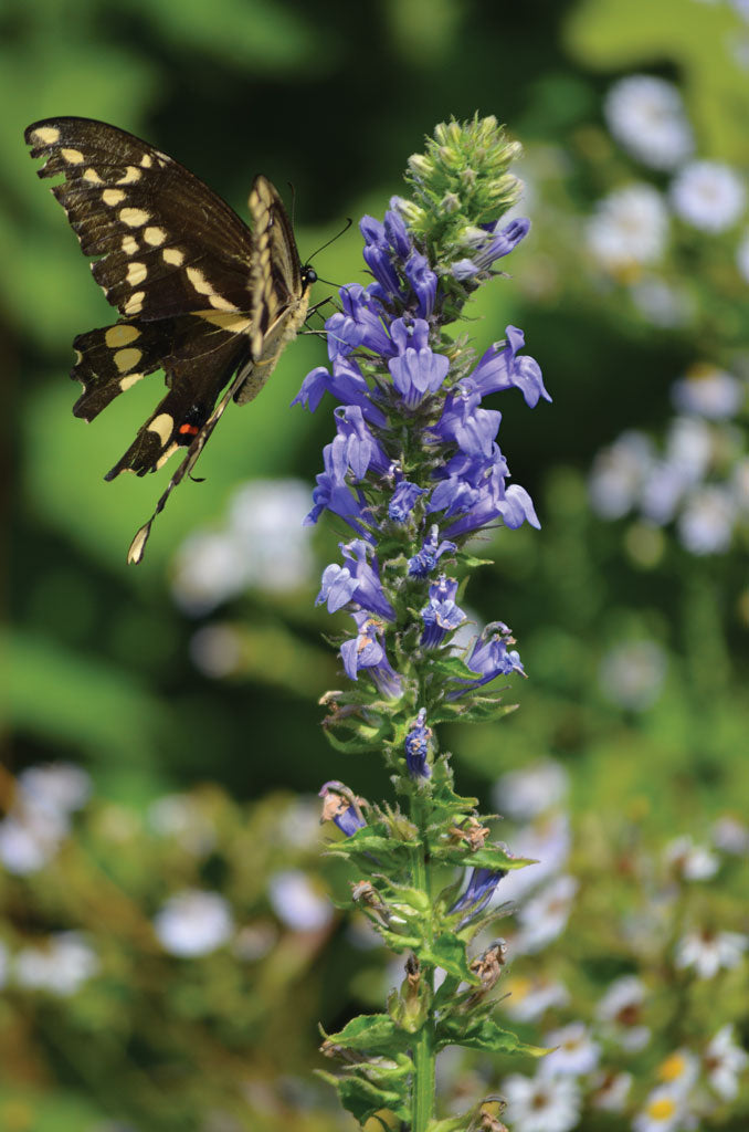 Great Blue Lobelia