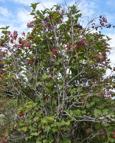 Highbush Cranberry (12-24" bare root) Bundle of 25