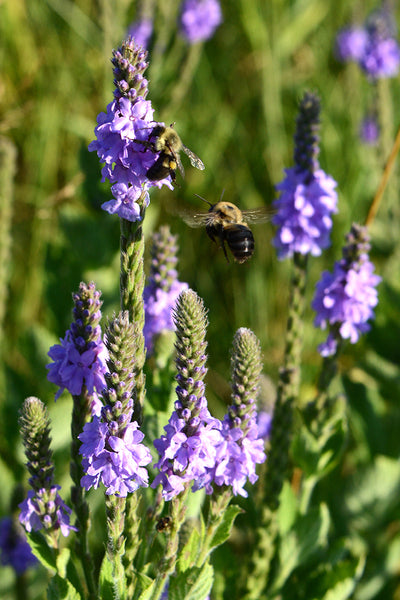 Hoary Vervain