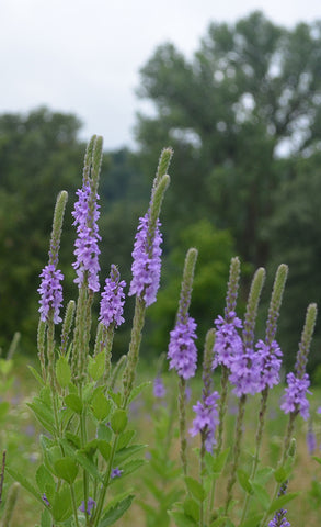 Hoary Vervain