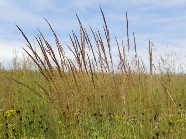 Indian Grass