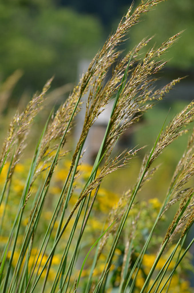 Indian Grass