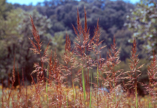 Indian Grass