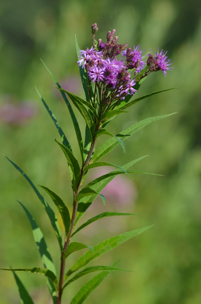 Ironweed