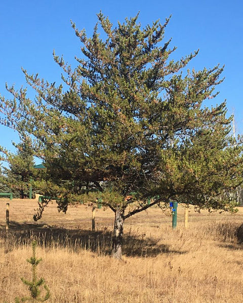 Jack Pine (9-15" bare root) Bundle of 25