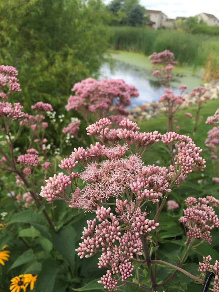 Joe-pye Weed