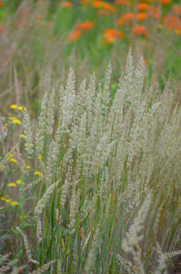 June Grass