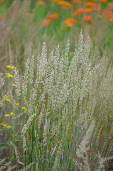 Native Plant Kit - Prairie Grass