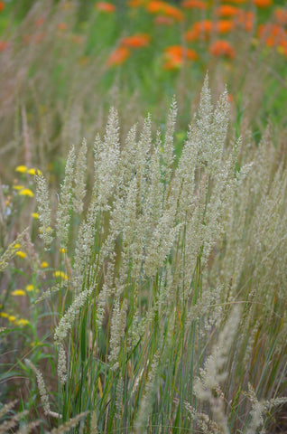 Native Plant Kit - Prairie Grass