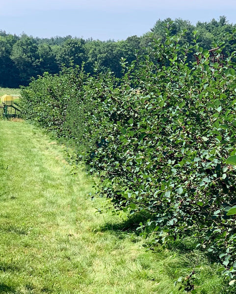 Juneberry/Serviceberry (12-24" bare root) Bundle of 25