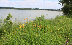 Native Seed Packet - Lakeshore Mix