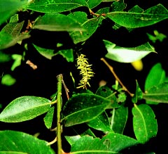 Laurel Leaf Willow (12-24" bare root) Bundle of 25