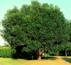 Laurel Leaf Willow (12-24" bare root) Bundle of 25