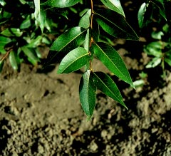Laurel Leaf Willow (12-24" bare root) Bundle of 25