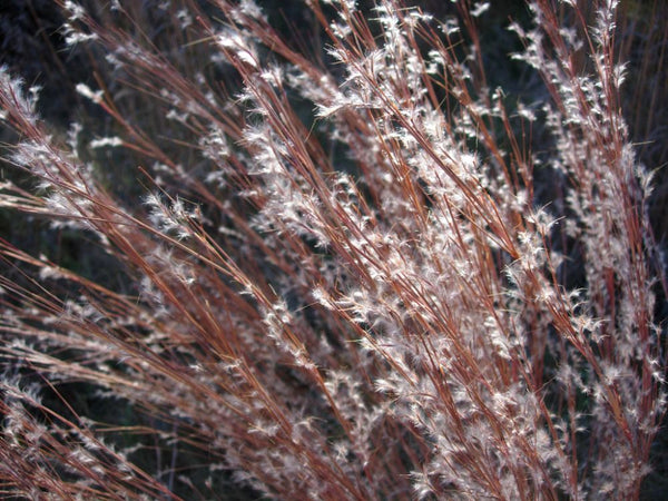 Little Bluestem