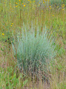 Little Bluestem