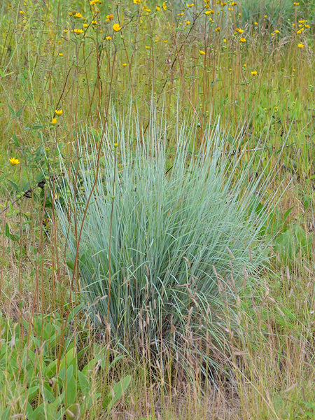 Little Bluestem