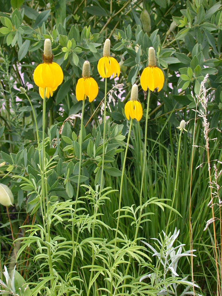 Long-headed Coneflower