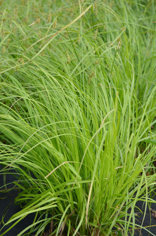 Long-beaked Sedge