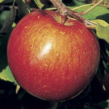 Haralson Apple semi-dwarf (single bare root)