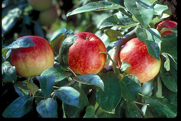 Zestar Apple semi-dwarf (single bare root)