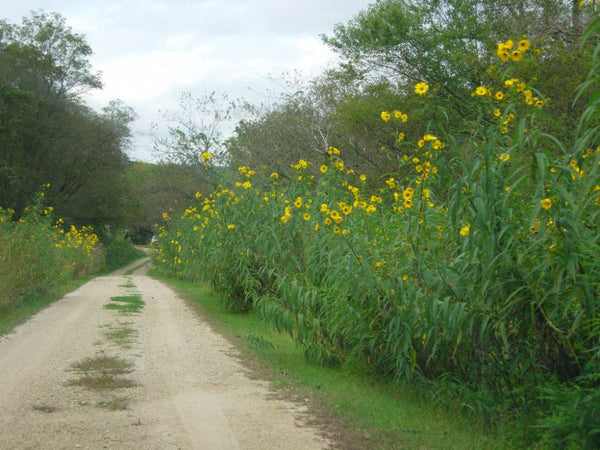 Maximillian Sunflower