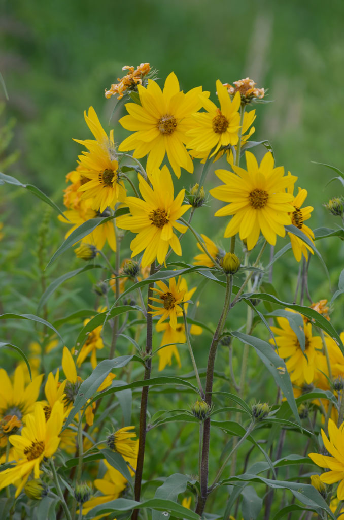 Maximillian Sunflower