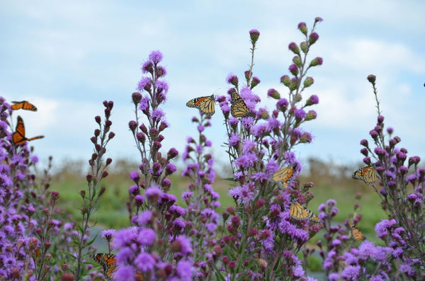 Meadow Blazing Star