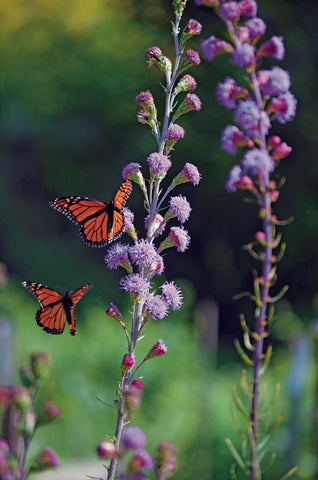 Meadow Blazing Star