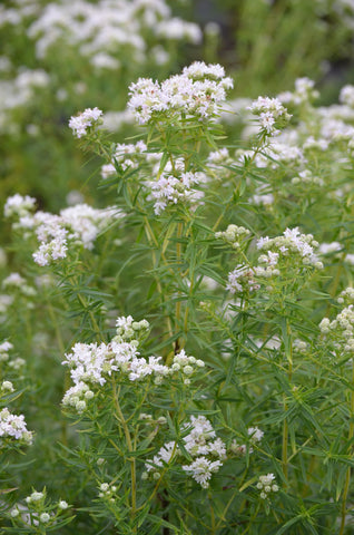 Mountain Mint