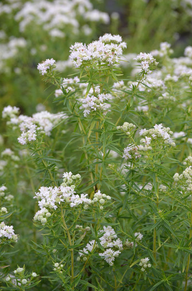 Native Plant Kit - Part Shade Garden