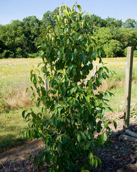 Nannyberry (12-24" bare root) Bundle of 25