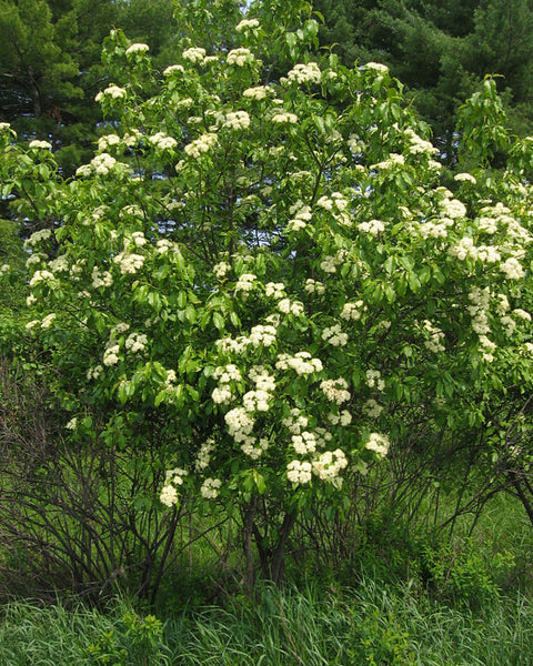 Nannyberry (12-24" bare root) Bundle of 25