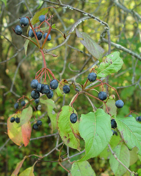 Nannyberry (12-24" bare root) Bundle of 25