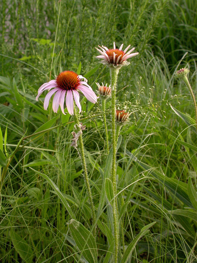 Narrow Leaved Coneflower