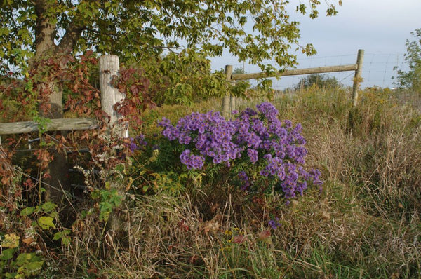 New England Aster