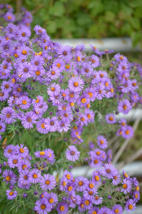 New England Aster