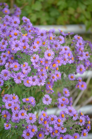 New England Aster