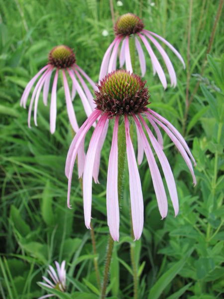 Pale Purple Coneflower