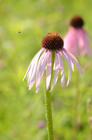 Pale Purple Coneflower