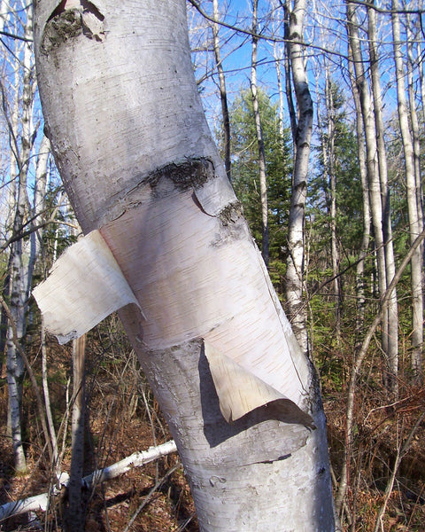 Paper Birch (12-24" bare root) Bundle of 25