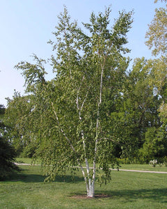 Paper Birch (12-24" bare root) Bundle of 25