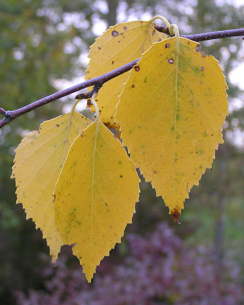 Paper Birch (12-24" bare root) Bundle of 25