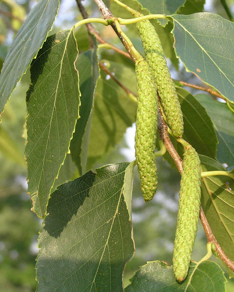 Paper Birch (12-24" bare root) Bundle of 25